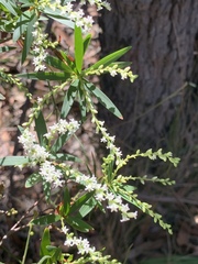 Leucopogon affinis