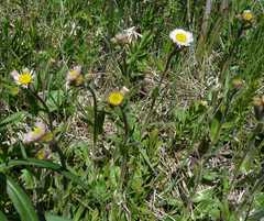Erigeron pulchellus pulchellus