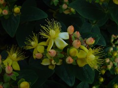 Hypericum inodorum