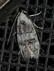 Scatochresis innumera