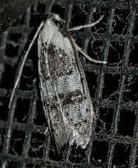 Scatochresis innumera