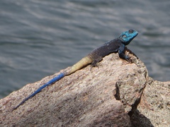 Acanthocercus atricollis