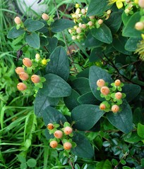 Hypericum inodorum