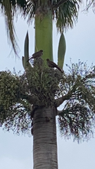 Ortalis squamata