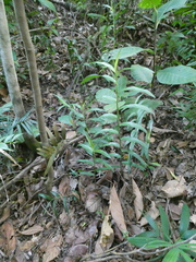 Bromheadia finlaysoniana