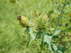 Argemone albiflora texana