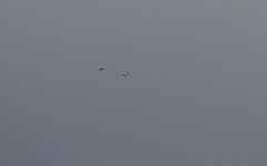 Acridotheres melanopterus