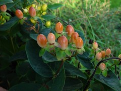 Hypericum inodorum