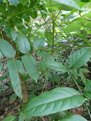 Polyscias diversifolia