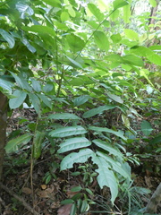 Polyscias diversifolia