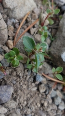 Polygonum minimum