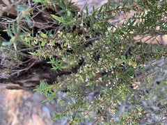 Acrotriche divaricata