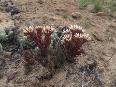 Crassula alpestris