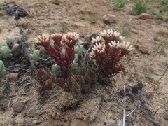 Crassula alpestris