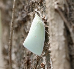 Colgaroides acuminata