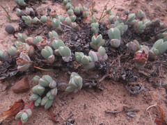 Braunsia maximilianii