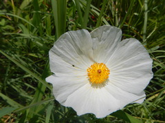 Argemone albiflora texana