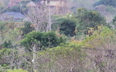 Acridotheres melanopterus