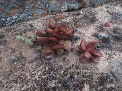 Crassula clavata