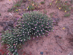 Antimima subtruncata