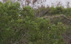 Acridotheres melanopterus