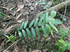 Flagellaria indica