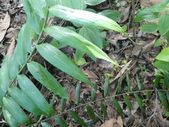 Flagellaria indica