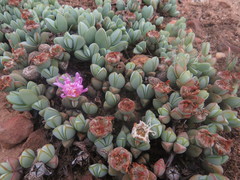 Braunsia maximilianii