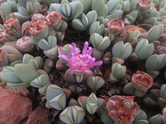 Braunsia maximilianii