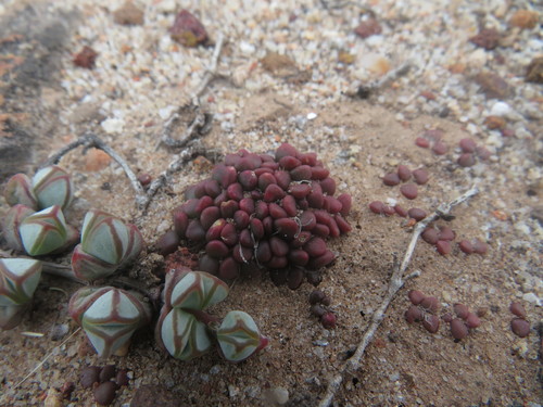Anacampseros comptonii