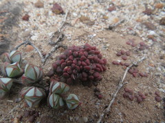 Anacampseros comptonii