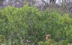 Acridotheres melanopterus