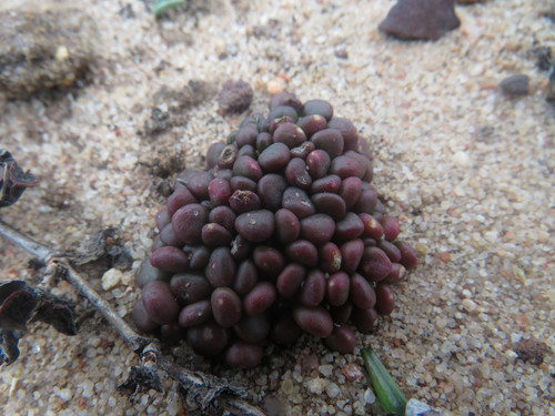 Anacampseros comptonii
