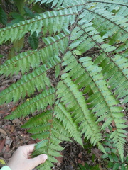 Alsophila latebrosa