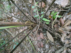 Alsophila latebrosa