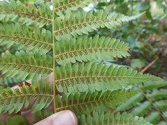 Alsophila latebrosa