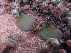 Massonia tenella