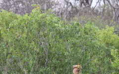 Acridotheres melanopterus