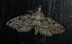 Sufetula hemiophthalma