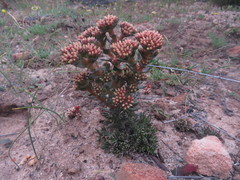 Crassula alpestris