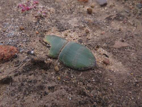 Strumaria watermeyeri