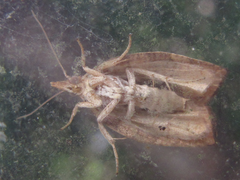 Pandemis cinnamomeana