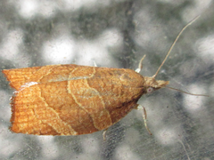 Pandemis cinnamomeana
