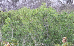 Acridotheres melanopterus