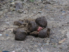 Elephas maximus borneensis