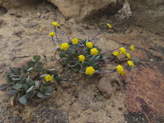 Othonna cacalioides