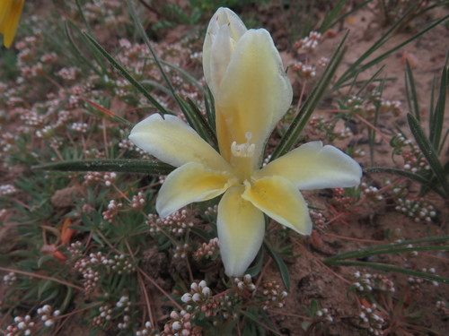 Image of Babiana vanzijliae by (c) James Deacon, some rights reserved (CC BY-SA)