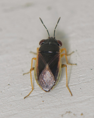 Geocoris uliginosus
