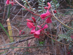 Indigofera humifusoides