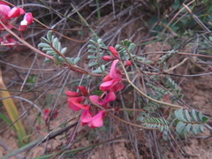 Indigofera humifusoides
